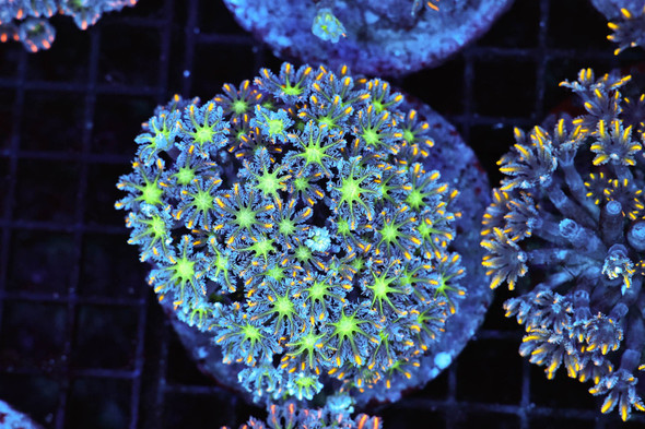 Clove Colony WYSIWYG - SAQ Coral Farm