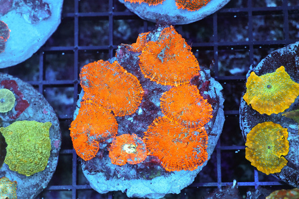 Rhodactis Mushroom Rock Colony WYSIWYG - SAQ Coral Farm