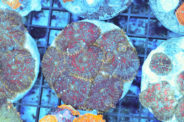 Red Rhodactis Mushroom Rock Colony WYSIWYG - SAQ Coral Farm
