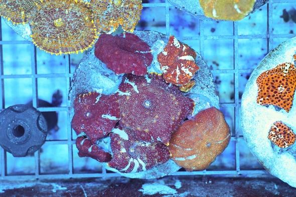 Disco Mushroom Rock Colony WYSIWYG - SAQ Coral Farm