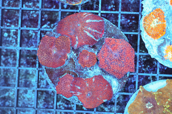 Disco Mushroom Rock Colony WYSIWYG - SAQ Coral Farm