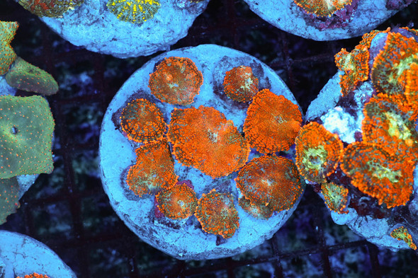 Rhodactis Mushroom Rock Colony WYSIWYG - SAQ Coral Farm