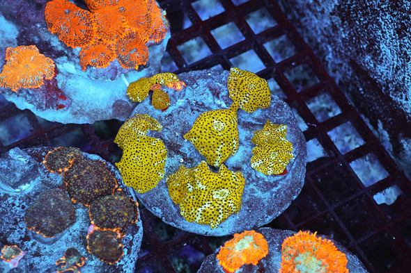 Discosoma Mushroom Rock Colony WYSIWYG - SAQ Coral Farm