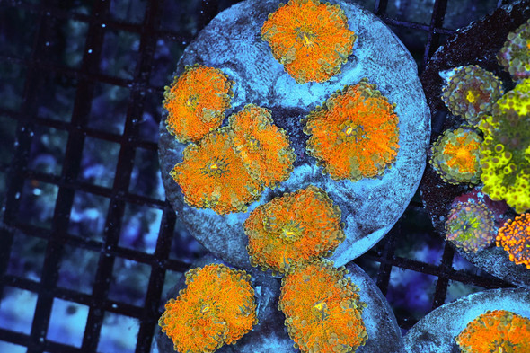 Ricordea Mushroom Rock Colony WYSIWYG - SAQ Coral Farm