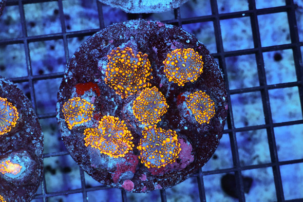 Ricordea Mushroom Rock Colony WYSIWYG - SAQ Coral Farm