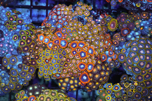 Multi-Zoanthid Rock Colony WYSIWYG - SAQ Coral Farm