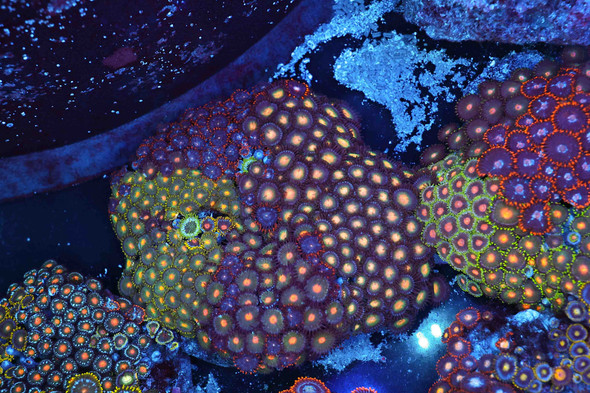 Multi-Zoanthid Rock Colony WYSIWYG - SAQ Coral Farm