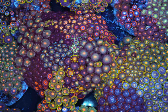 Multi-Zoanthid Rock Colony WYSIWYG - SAQ Coral Farm