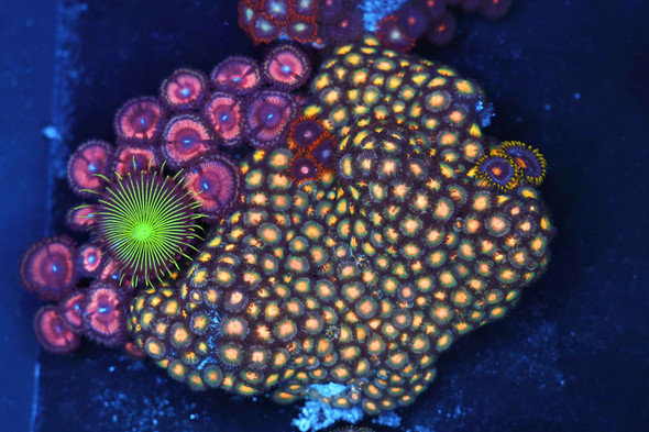 Multi-Zoanthid Rock Colony WYSIWYG - SAQ Coral Farm