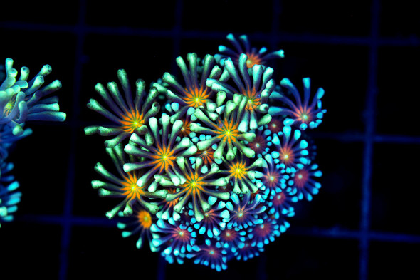 Moonset Goniopora WYSIWYG - SAQ Coral Farm