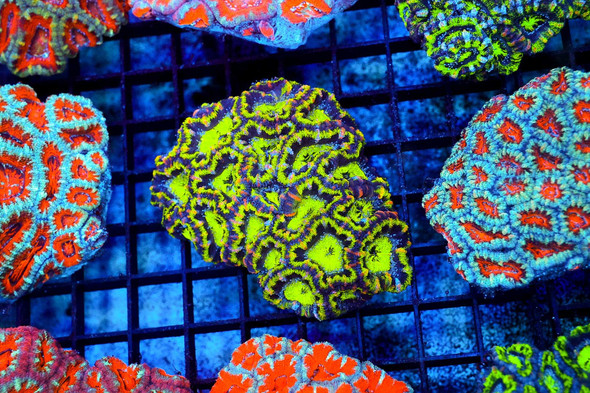 Lime Green Acan Colony WYSIWYG - SAQ Coral Farm