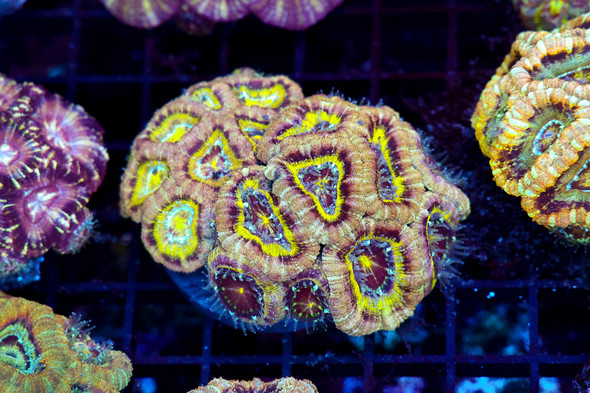 Marshmellow Asian Acan Colony WYSIWYG - SAQ Coral Farm