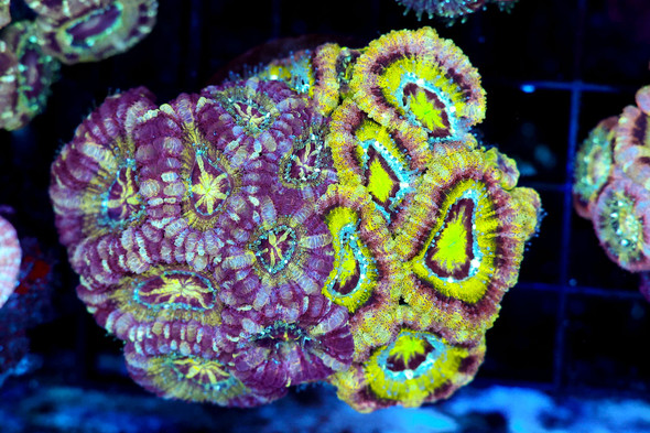Utter Confusion Asian Acan Colony WYSIWYG - SAQ Coral Farm