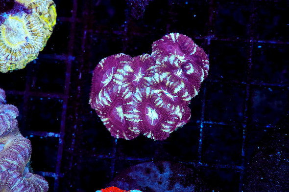 Shiny Silk Asian Acan WYSIWYG - SAQ Coral Farm