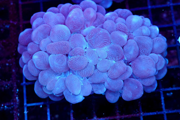 Purple Teal Bubble Coral WYSIWYG - SAQ Coral Farm