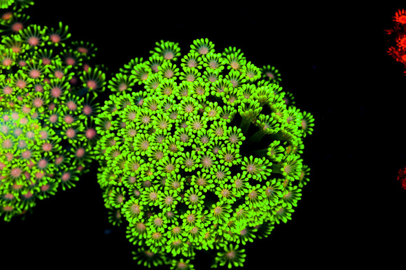 Pink Mouth Green Goniopora Coral Colony WYSIWYG - SAQ Coral Farm