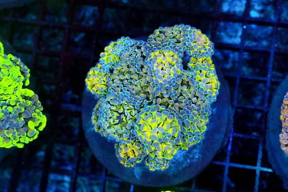 LG Hammer Garden Coral Colony WYSIWYG - SAQ Coral Farm