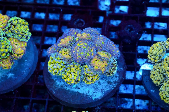  LG Hammer Garden Coral Colony WYSIWYG - SAQ Coral Farm