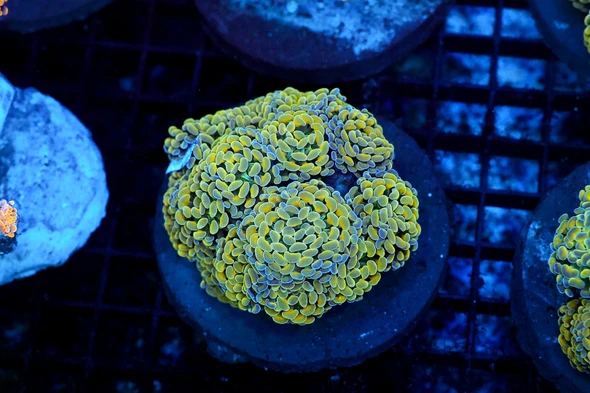 LG Hammer Garden Coral Colony WYSIWYG - SAQ Coral Farm