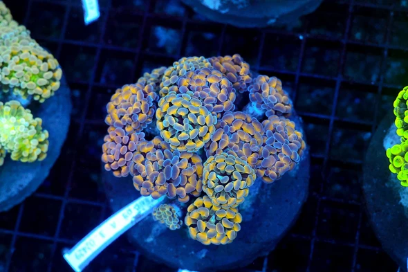 Hammer Garden Coral Colony WYSIWYG - SAQ Coral Farm