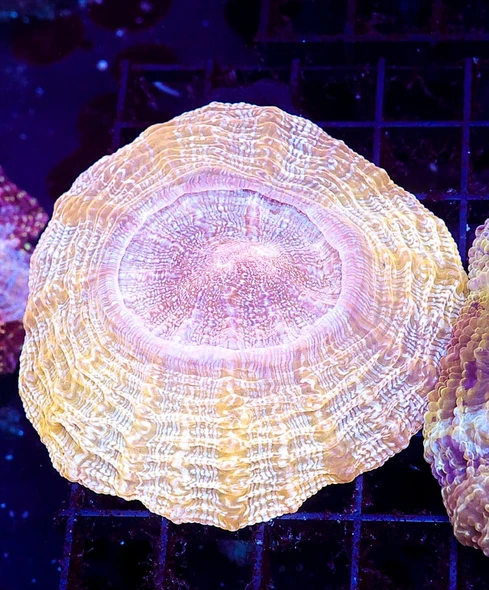 Peach Ring Acanthophyllia WYSIWYG - SAQ Coral Farm