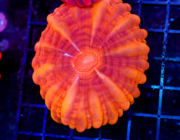 Red Cynarina WYSIWYG - SAQ Coral Farm