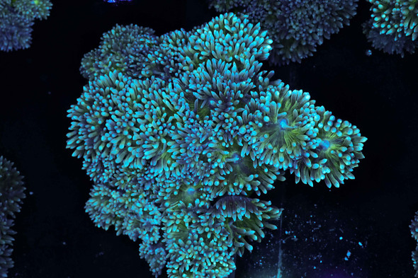 LG Duncan Colony WYSIWYG - SAQ Coral Farm