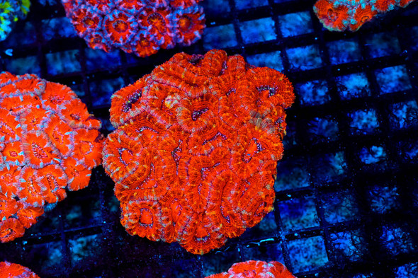 Red Acan Colony WYSIWYG - SAQ Coral Farm