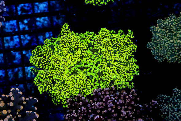 Frogspawn Colony WYSIWYG - SAQ Coral Farm