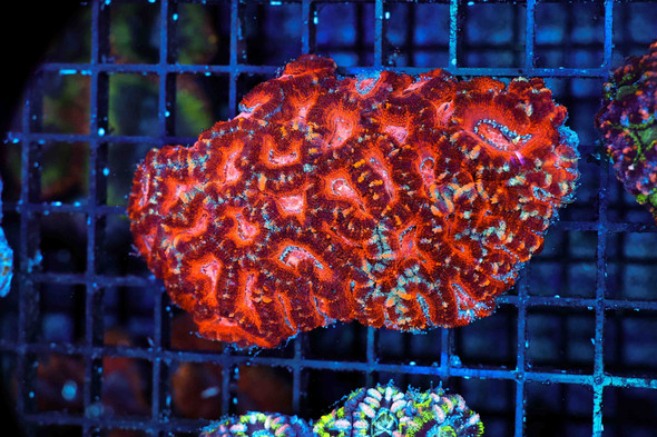 Red Acan Colony WYSIWYG - SAQ Coral Farm