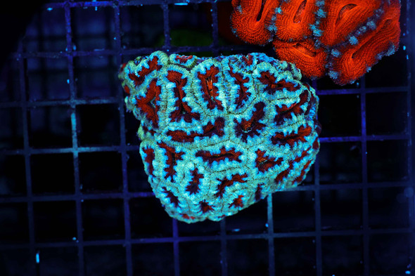 Blue Acan Colony WYSIWYG - SAQ Coral Farm