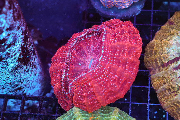 Pink Acanthophyllia WYSIWYG - SAQ Coral Farm