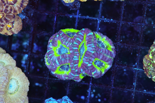 Tropical Asian Acan Colony WYSIWYG - SAQ Coral Farm
