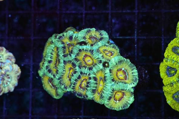 Swamp Sun Asian Acan Colony WYSIWYG - SAQ Coral Farm