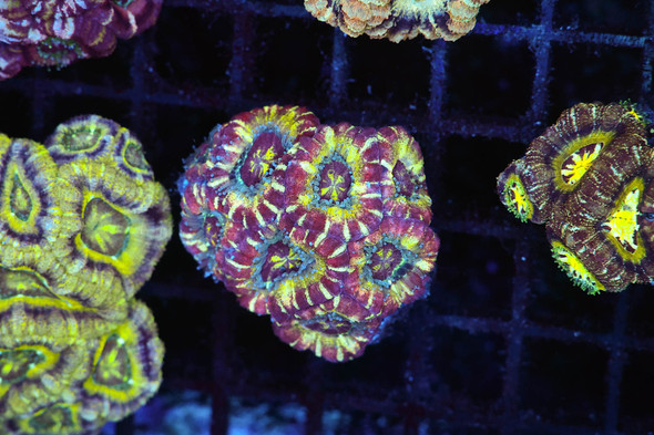 Juicy Fruit Asian Acan Colony WYSIWYG - SAQ Coral Farm