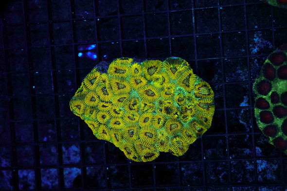 Lime Juice Favia WYSIWYG - SAQ Coral Farm