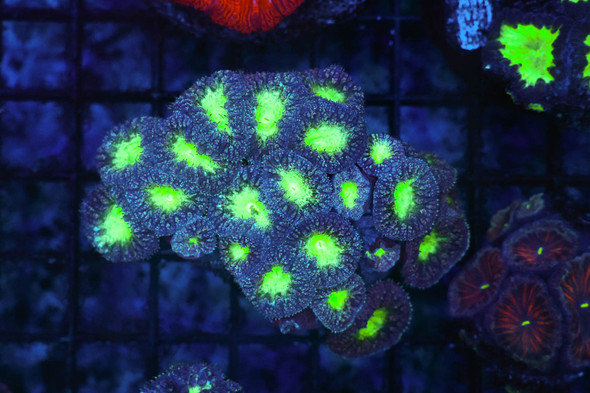 Purple Green Blasto Coral Colony WYSIWYG - SAQ Coral Farm