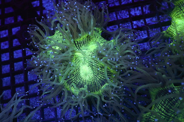 Green Elegance Coral WYSIWYG - SAQ Coral Farm