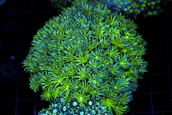 Neon Green Goniopora Coral Colony WYSIWYG - SAQ Coral Farm