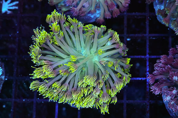 Purple Green Goniopora Coral Colony WYSIWYG - SAQ Coral Farm
