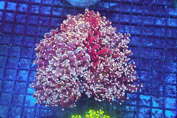 LG Red Orange Frogspawn Coral Colony WYSIWYG - SAQ Coral Farm