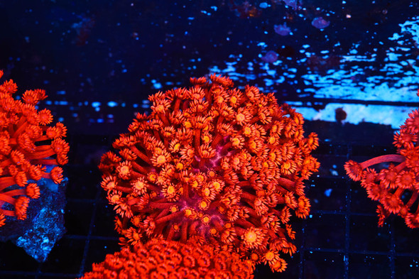 ULTRA Red Goniopora Coral Colony WYSIWYG - SAQ Coral Farm