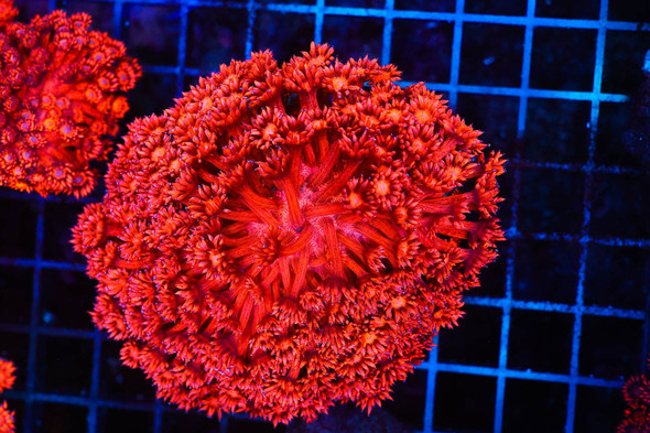 ULTRA Red Goniopora Coral Colony WYSIWYG - SAQ Coral Farm