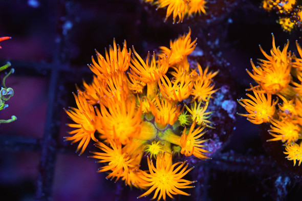 Firecracker Goniopora Coral WYSIWYG - SAQ Coral Farm