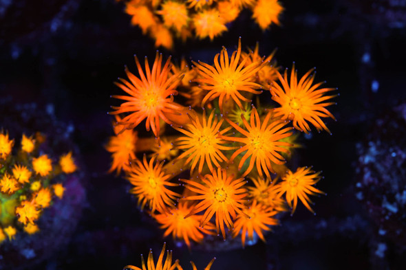Firecracker Goniopora Coral WYSIWYG - SAQ Coral Farm