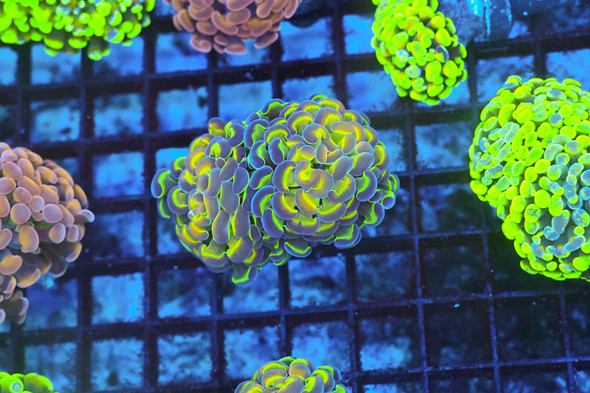 Holographic Hammer Coral WYSIWYG - SAQ Coral Farm