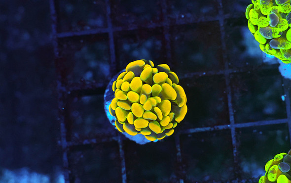 Gold Hammer Coral WYSIWYG - SAQ Coral Farm