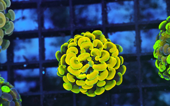 Gold Hammer Coral WYSIWYG - SAQ Coral Farm
