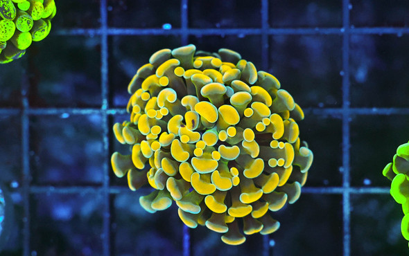 Gold Hammer Coral WYSIWYG - SAQ Coral Farm