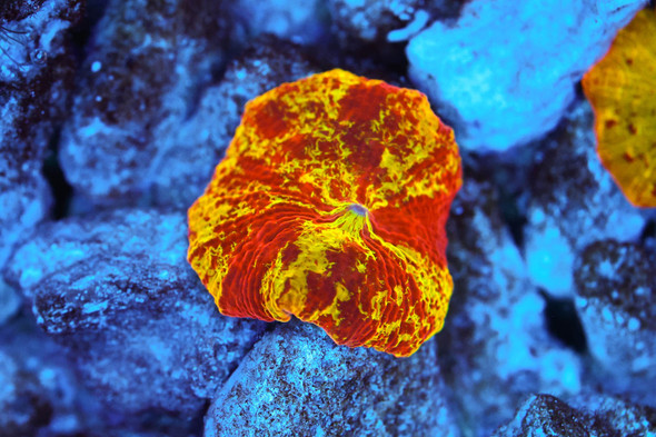 ULTRA Jawbreaker Discosoma Mushroom Coral WYSIWYG - SAQ Coral Farm